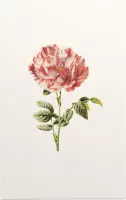 Darnastroos (York Lancaster Rose White) - Foto op Forex - 80 x 120 cm