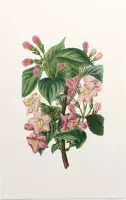 Weigela Heester Aquarel (Weigela) - Foto op Forex - 100 x 150 cm