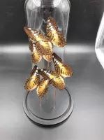 Vtw Living - Vlinder in Glazen Stolp - Vlinders - Bruin - 30 cm