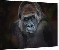 Gorilla op zwarte achtergrond - Foto op Plexiglas - 90 x 60 cm