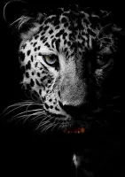 Poster zwart/wit - Cheetah - Luipaard - Wandposter 60 x 40 cm - poster dieren