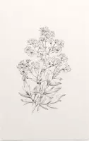 Poelruit zwart-wit Schets (Yellow Meadow Rue) - Foto op Forex - 80 x 120 cm