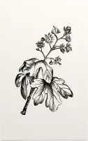 Esdoorn zwart-wit (Maple) - Foto op Forex - 30 x 45 cm