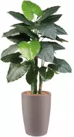 HTT - Kunstplant Philodendron in Genesis rond taupe H150 cm