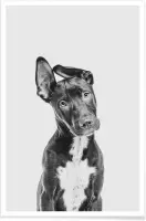 JUNIQE - Poster Hond – Zwart | Wit -13x18 /Grijs & Zwart