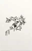 Els zwart-wit (Leaf of Alder) - Foto op Forex - 40 x 60 cm
