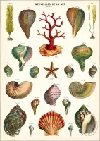 Poster Schelpen - Cavallini & Co - Schoolplaat Merveilles de la Mer