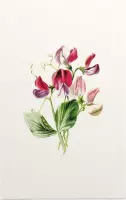 Pronkerwt (Sweet Pea White) - Foto op Forex - 80 x 120 cm