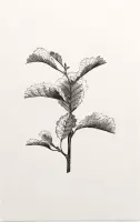 Els zwart-wit (Leaved Alder) - Foto op Forex - 100 x 150 cm