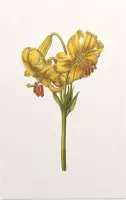 Goudbandlelie Aquarel (Yellow Japan Lily) - Foto op Forex - 80 x 120 cm