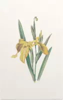 Gele Iris (Yellow Iris) - Foto op Forex - 30 x 45 cm