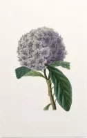 Brunfelsia Aquarel 2 (Brunfelsia) - Foto op Forex - 80 x 120 cm