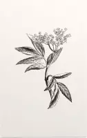 Sambucus zwart-wit (Elder) - Foto op Forex - 40 x 60 cm