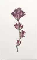 Kluwenklokje (Clustered Bellflower) - Foto op Forex - 60 x 90 cm