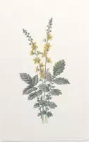 Agrimonie (Agrimony) - Foto op Forex - 100 x 150 cm