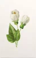 Abutilon (Abutilon) - Foto op Forex - 100 x 150 cm