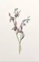 Bijenorchis (Bee Orchis) - Foto op Forex - 40 x 60 cm