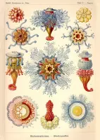 Poster Ernst Haeckel - Siphonophorae Artprint - Kunstformen der natur - Artforms