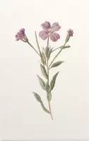 Harig Wilgenroosje (Greater Willow Herb) - Foto op Forex - 40 x 60 cm