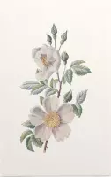 Bosroos (Field Rose) - Foto op Forex - 60 x 90 cm