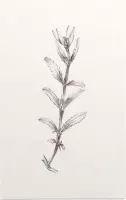 Rozentak zwart-wit Schets (Rose Branch) - Foto op Forex - 40 x 60 cm