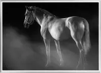 Poster Met Metaal Zilveren Lijst - Witte Paard Poster