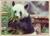 Poster Met Metaal Gouden Lijst - Verlegen Panda Poster