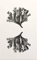 Minuartia Sedoides zwart-wit (Mossy Cyphel) - Foto op Forex - 80 x 120 cm