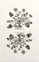 Gewoon Speenkruid zwart-wit (Lesser Celandine) - Foto op Forex - 60 x 90 cm