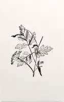 Torilis zwart-wit (Hedge Parsley) - Foto op Forex - 40 x 60 cm