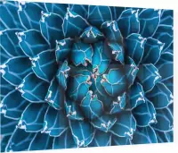 Close-up van de blauwe plant - Foto op Plexiglas - 90 x 60 cm