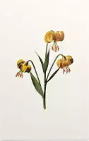 Turkse Lelie (Martagon Lily White) - Foto op Forex - 30 x 45 cm