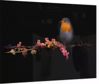 Roodborstje, prikkeldraad en bloemen op zwarte achtergrond - Foto op Plexiglas - 90 x 60 cm