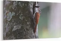 Schilderij - Woodpecker — 100x70 cm