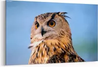Schilderij - Uil close-up met grote ogen — 100x70 cm