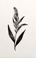 Peperkers zwart-wit (Broad-Leaved Pepperwort) - Foto op Forex - 100 x 150 cm