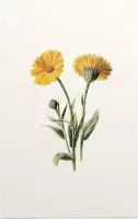 Goudsbloem 2 (Common Marigold White) - Foto op Forex - 100 x 150 cm