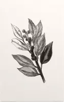 Ilex Hulst zwart-wit 2 (Holly Bud) - Foto op Forex - 30 x 45 cm
