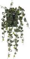 Kunstplant  - Hoya Curl - Hangend - In koperkleurig zinken emmertje met hengsel en houten handvat - In cadeauverpakking met gekleurd lint