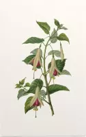 Bellenplant Aquarel (Fuchsia) - Foto op Forex - 60 x 90 cm