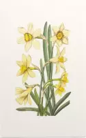 Gele Narcis Aquarel (Daffodil) - Foto op Forex - 80 x 120 cm