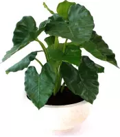 Maxifleur Kunstplanten - Kunst Alocasia - Kunstplant - Calidora - 60 cm - Niet van echt te onderscheiden!