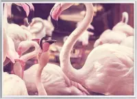 Poster Met Metaal Zilveren Lijst - Hart Flamingo Poster