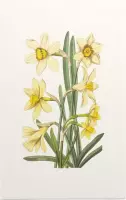 Gele Narcis Aquarel (Daffodil) - Foto op Forex - 30 x 45 cm