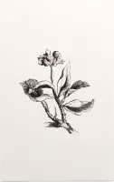 Eiloof zwart-wit (Ivy Berries) - Foto op Forex - 30 x 45 cm