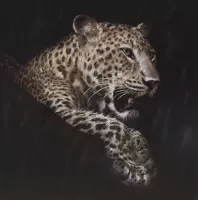 Origineel Canvas Schilderij - ca. 100x100 cm, 'Luipaard'