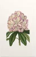 Rododendron Aquarel (Rhododendron) - Foto op Forex - 40 x 60 cm