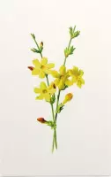 Kamerjasmijn (Winter Jasmine White) - Foto op Forex - 100 x 150 cm