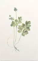 Muskuskruid (Moschatel) - Foto op Forex - 100 x 150 cm