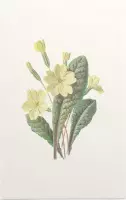 Sleutelbloem (Prim Rose) - Foto op Forex - 40 x 60 cm